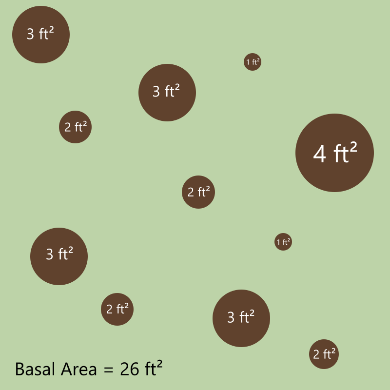 Example of basal area